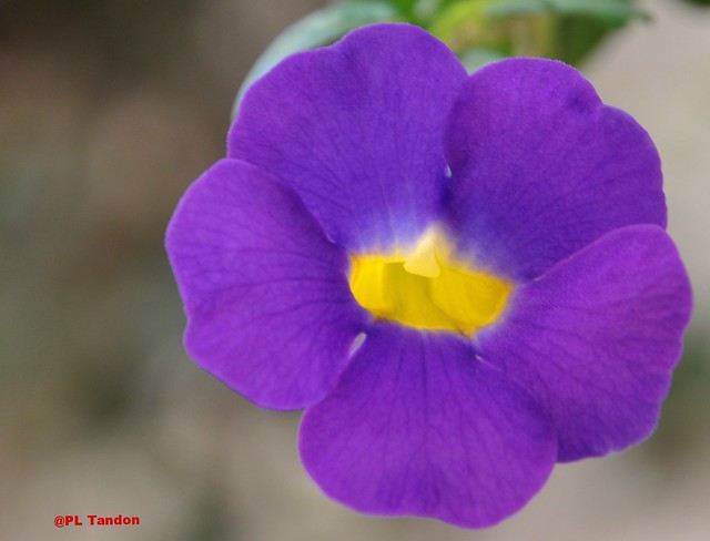 Blue and yelllow trumpet vine flower, Thumbergia battiscombei