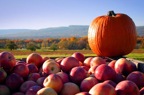 Join us for the fall tradition of apple picking with fellow alumni on Reunion Weekend! Click on the link in our profile for more information. #NPalumni #NPsocial #applepicking #hudsonvalley #iloveny #ispyny #newpaltz
