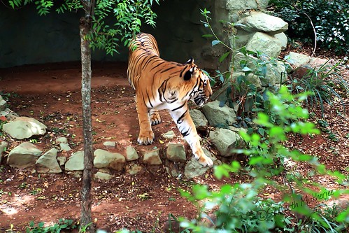 stripes tiger royal bengal tamed kingofthejungle mysorezoo royalbengaltiger
