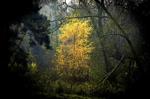 autumn trees nature landscapes digitalcameraclub