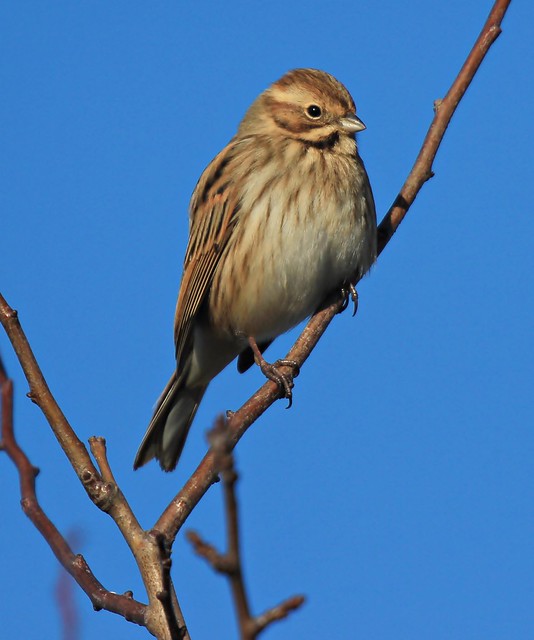Female Reed Bunting,Worlaby Carrs,Lincolnshire.