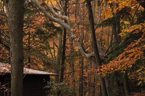 trees color fall pine oak michigan lakemichigan arbor stonylake