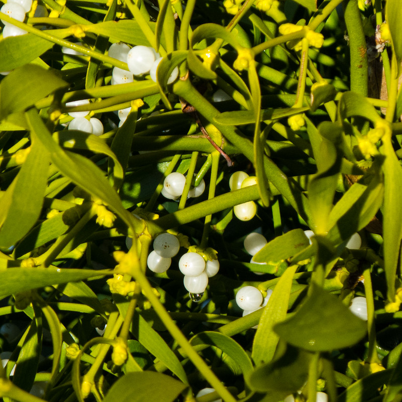 Mistletoe with ripening berries