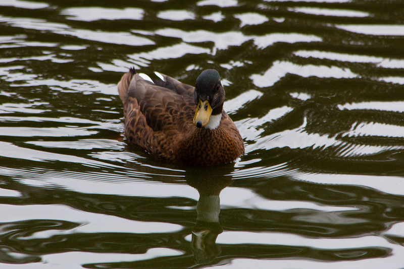 Ring-necked mallard cross drake