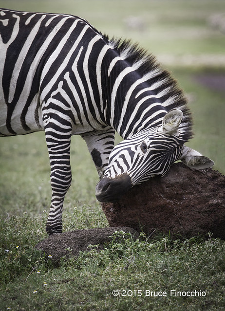 Zebra Rubs Side Of Head On A Rock