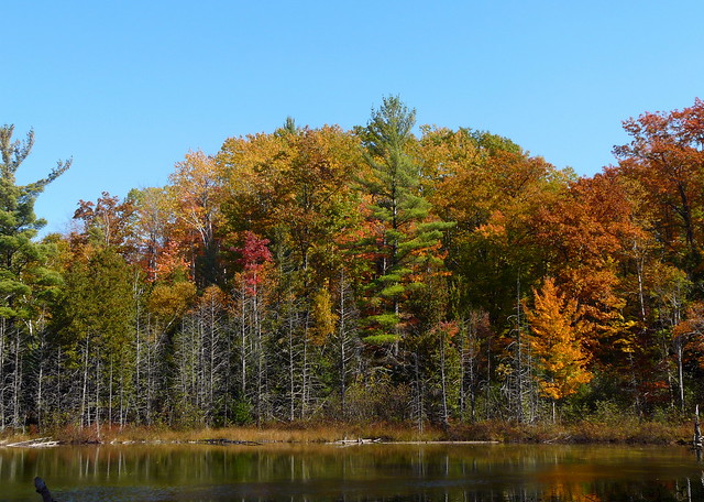 Autumn at Ransom Lake (RLNA 1/8)