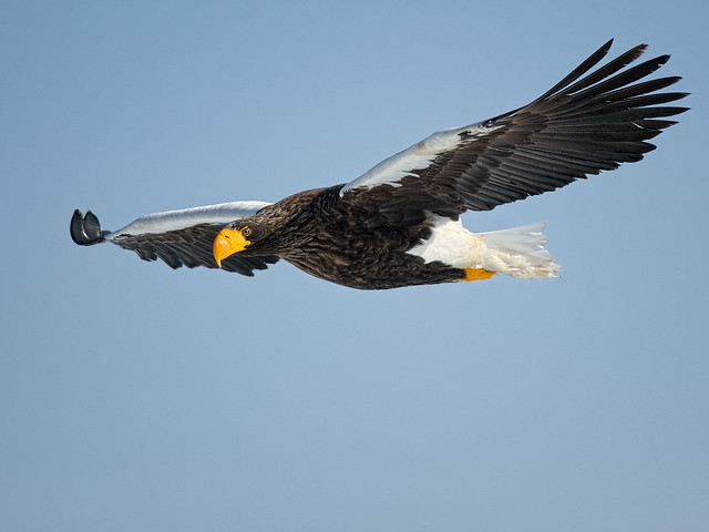 Steller's Sea-Eagle - in flight