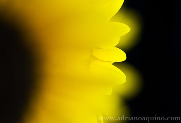 Sunflower I // Girassol I
