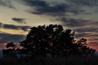 Tree - Skyline Drive Sunset
