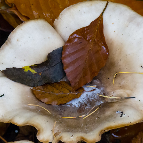 Mushrooms, Wightwick Manor wood