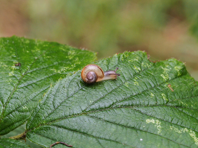 Just a tiny snail.