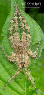 Huntsman Spider (Pandercetes sp.) - IMG_7038