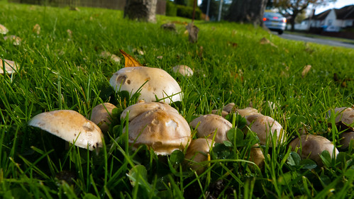 Tiny mushrooms in short grass