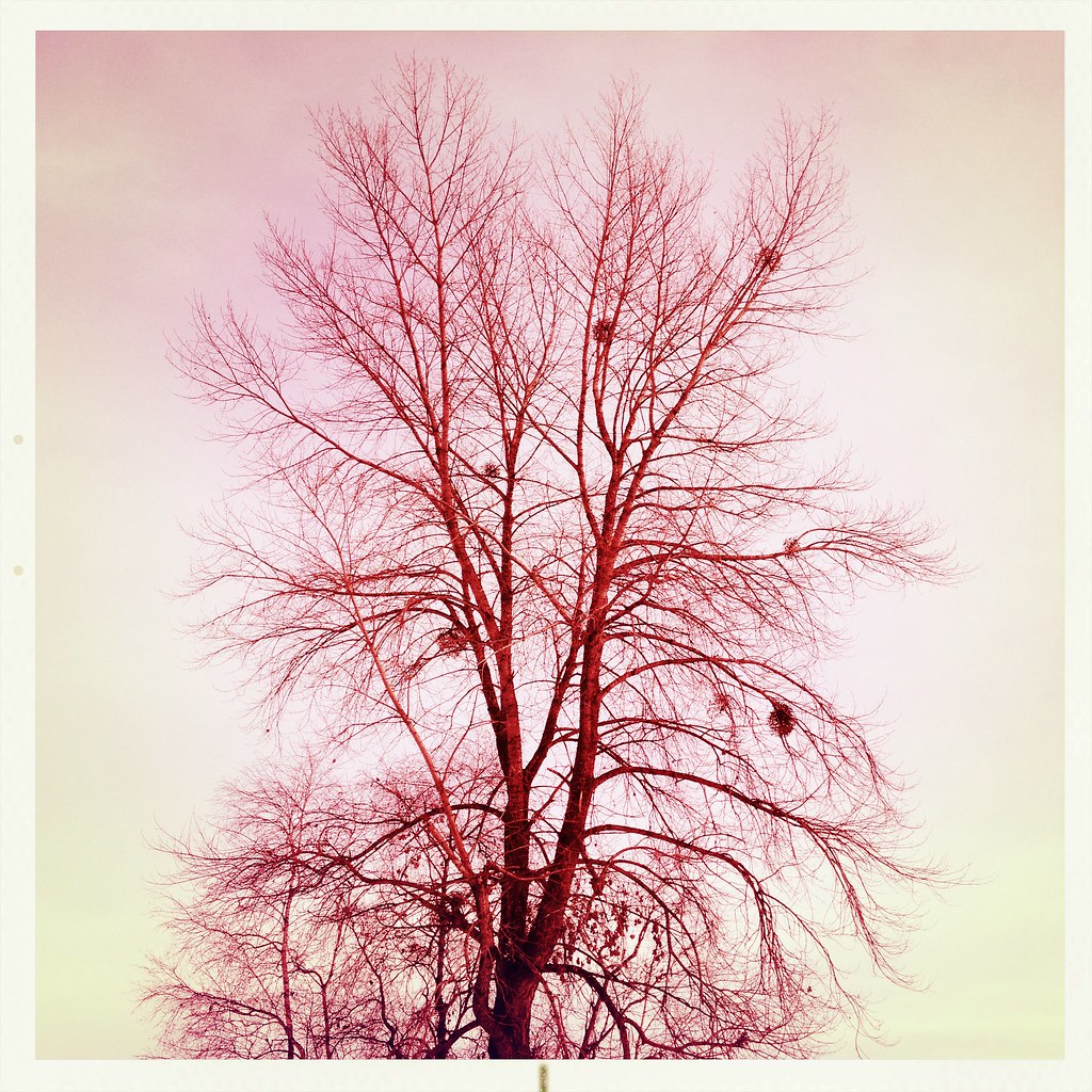 Mistletoes. #hipstaconnect #hc_baretree_001 #ilovebaretree… | Flickr