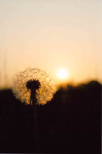 Dandylion by Timm Ranson, sunset sky sun film 35mm suffolk sudbury analogue dandylion fujisuperia minolta505si imageaware