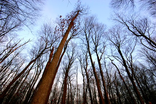 Towering trees by biosynthesis24, christmas longexposure winter usa house nature night forest stars december michigan wideangle christ