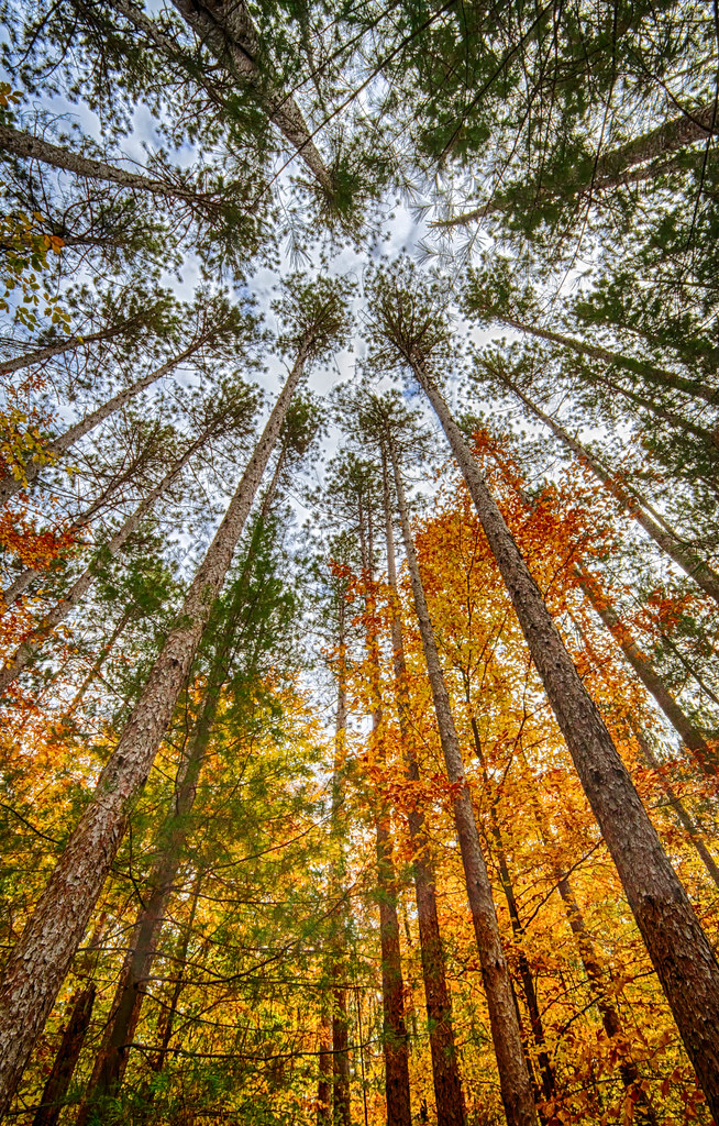 Tall pines in fall colors | Tall pine trees with fall colors… | Flickr