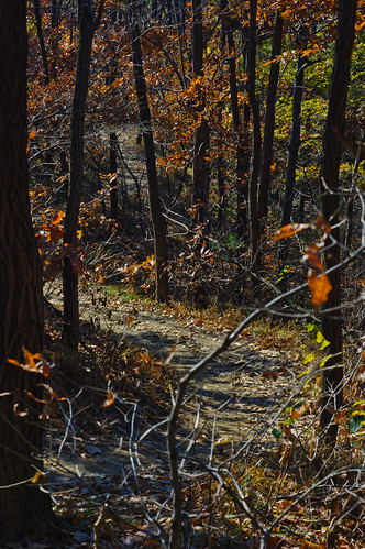 autumn trees color fall leaves forest leaf woods path walk korea hike trail cheongju