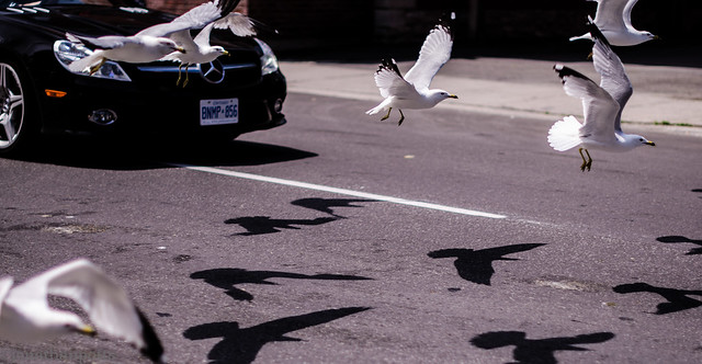 Gulls in the Street, Ottawa