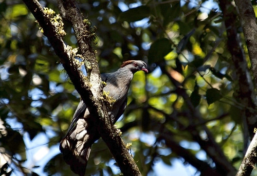 top-knot pigeon | by oh damn!