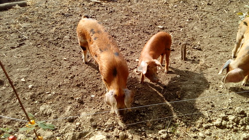 Piggies No Countyfile representatives or BPA members on the walk, but perhaps these could be Oxford Sandy and blacks? 