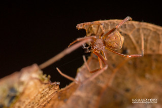 Comb-footed spider (Janula sp.) - DSC_1126