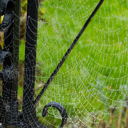 Dew-festooned web