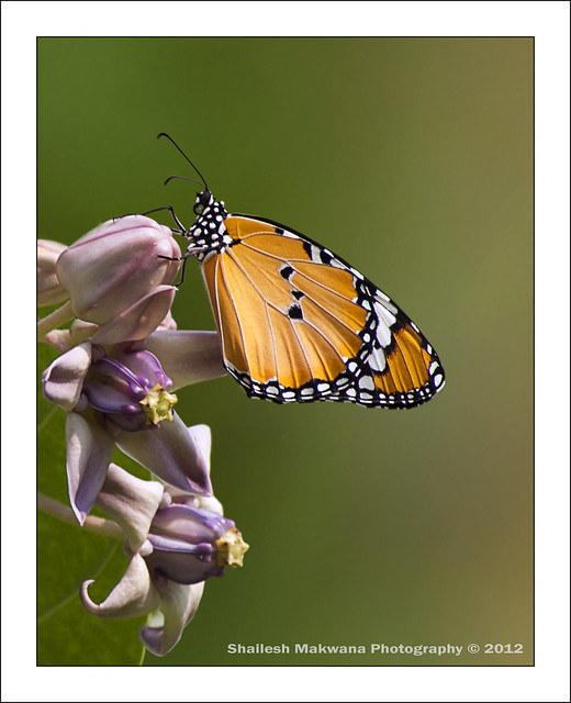 Plain tiger butterfly (Danaus chrysippus)