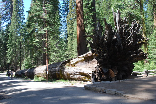 geotagged yosemitenationalpark giantsequoia sequoiadendrongiganteum mariposagrove nikond40x nikon1855mmvr