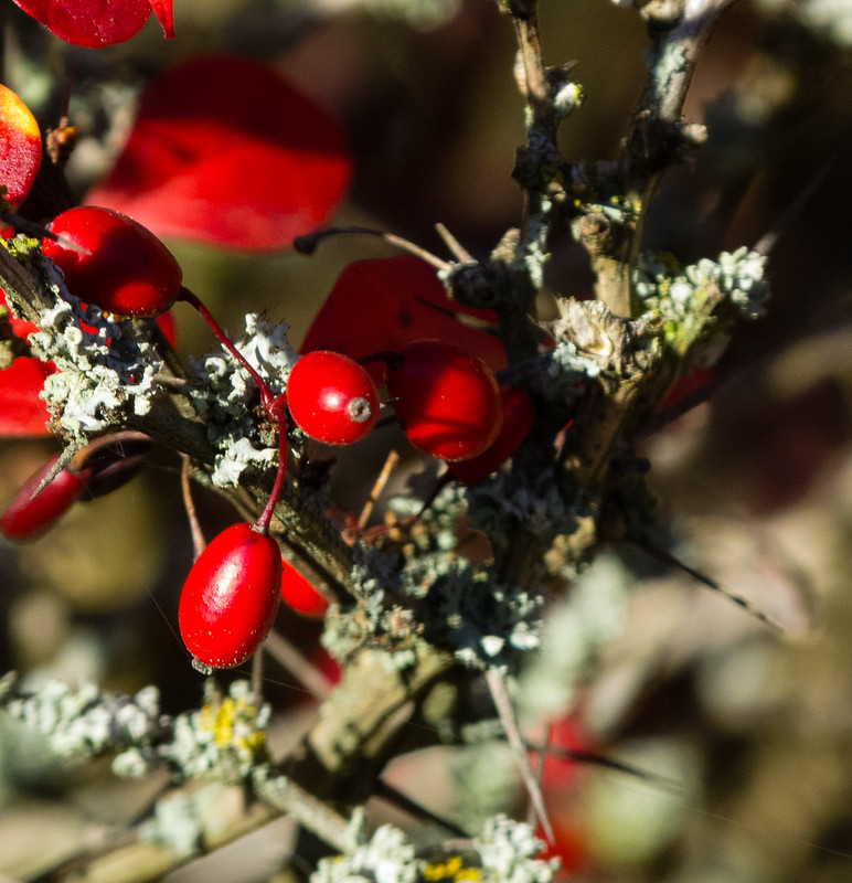 Autumn berries on a lichen-encrusted bush