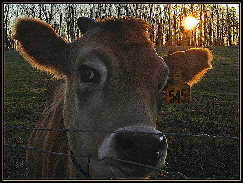 sunset cow milk sundown farm bovine milking bucolic