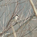 Flickr photo 'Loggerhead Shrike' by: NaturalMary63.