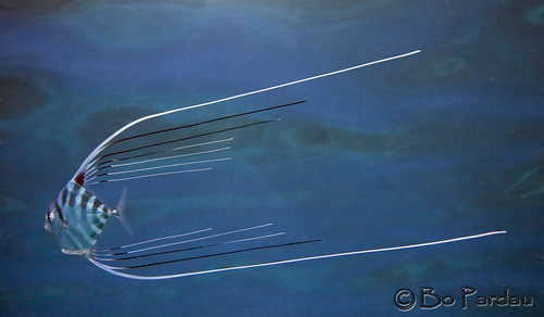 Threadfin Jack | This is a juvenile and it is also known as … | Flickr
