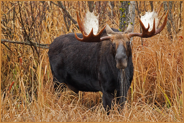 Moose Drool 2 [Explored]