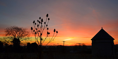 dawn empingham dovecote rutland uk wildflowers trees sunrise teasel silhouette andrewdejardin