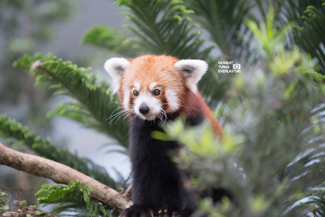 Singapore Zoo - Red Panda