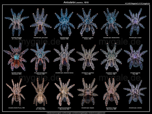 Avicularia Poster 5/5 | by mygale.de