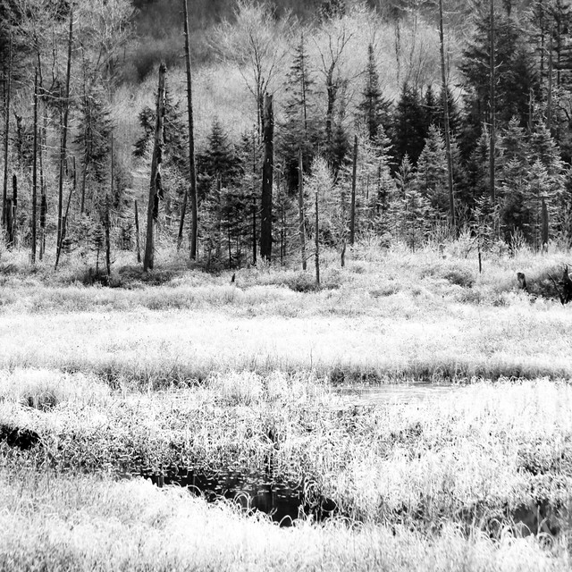 Marais peint de blanc... forêt dénudée... je suis devenu noir et blanc...!!!