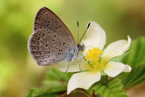 Zizina otis riukuensis (dry-season form) 折列藍灰蝶 (乾季型) | by YoyoFreelance