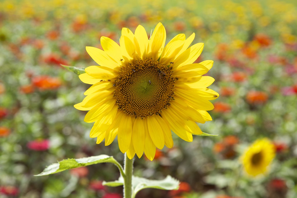 Girassol / Sunflower - Brasília | = = = = = = = = = = = = = … | Flickr