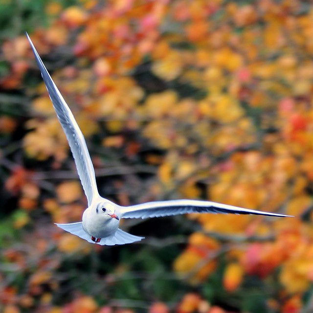 J77A0299 -- Black-headed Gull in the air an Autumn day, squared