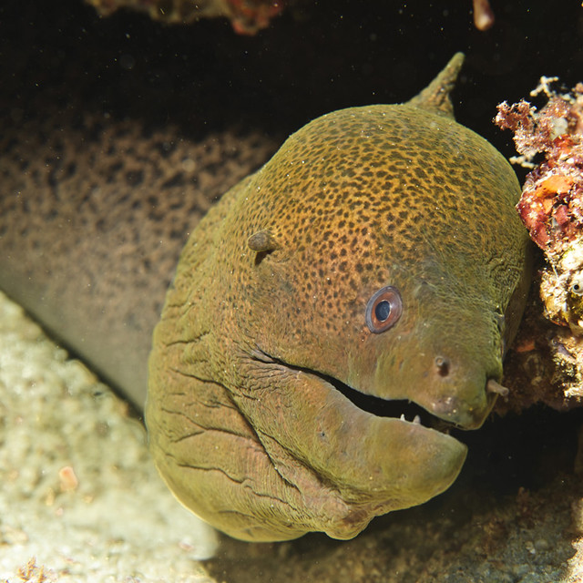 jukes reef Moray Eel