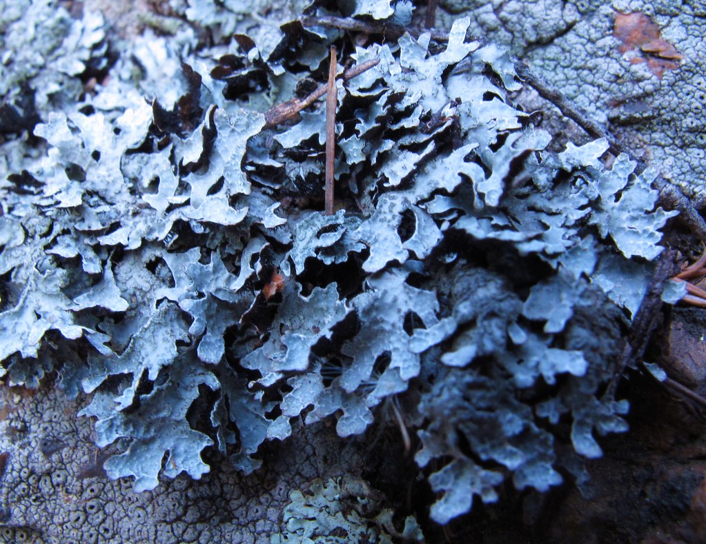 leafy lichen - Pine Valley Ranch Park | Don't know if I've ...