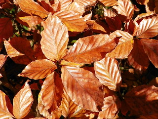 Beech (Fagus sylvatica) autumn leaves | by Peter O'Connor aka anemoneprojectors