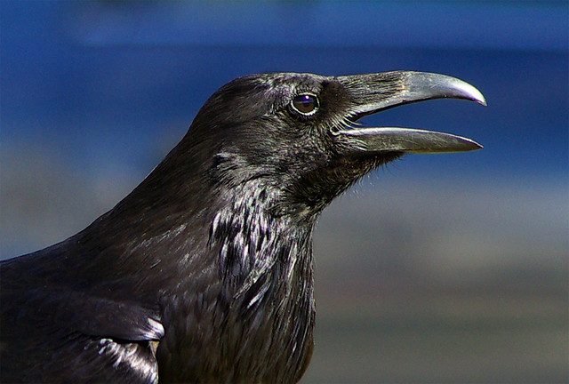 Urban Raven Detail