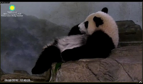 Just dangling one leg off the ledge. Attribution: Smithsonian's National Zoo | by helenwoo555