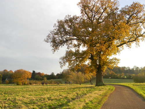 Stately tree near Hambleden Henley Circlular via Hambleden (short)