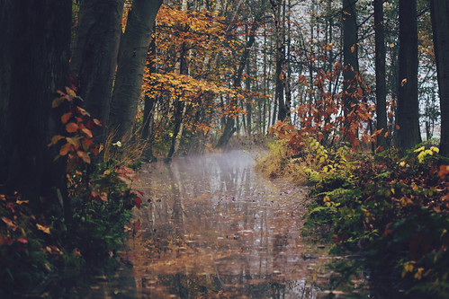 autumn trees red brown mist reflection nature water leaves yellow misty fog creek forest woodland reflections still weeds woods quiet foggy fresh moist 100mmf28macro