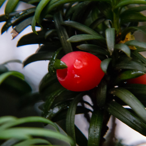 Yew berry after rain