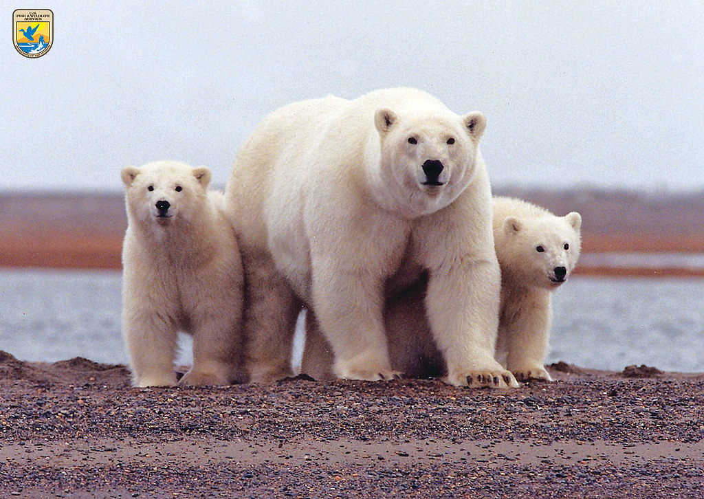 Polar bears, Arctic National Wildlife Refuge | A polar bear … | Flickr